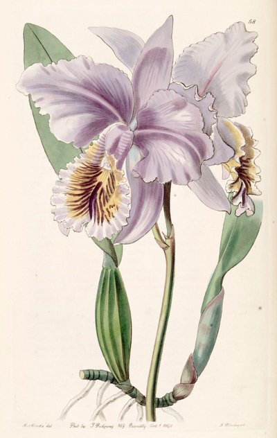 Cattleya mossiae by Miss Drake